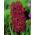 Hyacint-slægten - Woodstock - pakke med 3 stk - Hyacinthus
