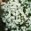 Semená Alpine Rock Cress - Arabis alpina - 1170 semien