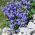 الأزرق القزم Bellflower ، الجنية الكشتبانات البذور - جريس بوسيلا - 170 البذور - Campanula pusilla - ابذرة