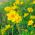 Bur Marigold seeds - Bidens aurea - 160 seeds