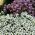 Aliso de mar - variada - 1750 semillas - Lobularia maritima