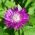 Persia Cornflower, Biji Knapweed - Centaurea dealbata - 60 biji - benih