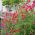 Semena červeného hrachu - Lathyrus odoratus - 36 semen