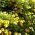 Thunbergia mix seeds – Thunbergia - 28 seeds
