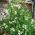 白色甜豌豆种子 - 山L豆属odoratus  -  36粒种子 - Lathyrus odoratus - 種子