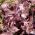 פרילה, זרעי שיסו - Perilla frutescens - 200 זרעים