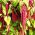 Love-Lies-Bleeding seeds - Amaranthus caudatus - 4000 seeds