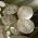 Planta do Dólar de Prata, Planta de Dinheiro - Lunaria annua - 45 sementes - Lunaria biennis