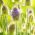 Fuller's Teasel seeds - Dipsacus sativus - 175 seeds