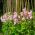 Kvapusis pelėžirnis - rožinis - 36 sėklos - Lathyrus odoratus