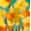 Narcissus Jetfire - Narcis Jetfire - 5 kvetinové cibule