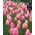 Tulipe Menton - paquet de 5 pièces - Tulipa Menton