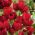 توليبيا جورجيت الأحمر - توليب الأحمر جورجيت - 5 البصلة - Tulipa Red Georgette