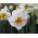 נרקיסים פרח הסחף - נרקיסים פרח הסחף - 5 בצל - Narcissus