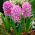 Hyacinthus orientalis - Amethyst - pacchetto di 3 pezzi -  Hyacinthus orientalis