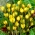 زعفران Fuscotinctus - 10 البصلة - Crocus chrysanthus Fuscotinctus
