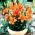 Lilium, Lily Orange Pixie - bulb / tuber / root