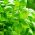Basilic - vert - 650 graines - Ocimum basilicum