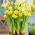 Narcissläktet - Tete-a-Tete - paket med 5 stycken - Narcissus