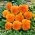 パンジーオレンジ太陽の種 - ビオラx wittrockiana  -  320種子 - Viola x wittrockiana  - シーズ
