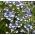 Семена Nemesia Blue & White - Немезия струмоза - 3250 семян - Nemesia strumosa - семена