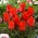 כיסוי רכיבה אדום - טוליפ רכיבה אדומה - 5 בצל - Tulipa Red Riding Hood
