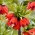 Karaliskā fritilārija - sarkans -  Fritillaria imperialis