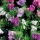 Cretan viper&#39;s bugloss - thực vật có hoa - 100 gram - 