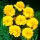 Fransız kadife çiçeği Petite Gold - 