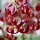 Красная лилия martagon "Клод Шрайд" - большая упаковка! - 10 лампочек; Тюркская кепка лилия - 