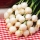 Pompei BIO onion- white, summer-autumn variety, for chives - certified organic seeds