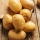Seed potatoes - Ignacy - early variety - 12 pcs