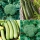 Semi di broccoli e zucchine (zucchine) - selezione di 4 varietà - 