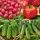 Tomat- og agurkfrø - udvalg af 4 varianter - 