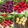 Semillas de rábano redondo - selección de 4 variedades - 