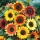 Ziersonnenblume - Autumn beauty - Helianthus annuus