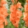 Gladiolus, Gladiole, Schwertblume 'Eclair' - Gigapackung! - 250 Stk.