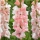 Gladiolus - Gladiolus 'Adrenalin' - kæmpepakke - 250 stk