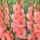 Gladiolus, Gladiole, Schwertblume 'Sugar Babe' - Gigapackung! - 250 Stk.