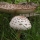 Suur sirmik (Macrolepiota procera) - Kasvatuskomplekt aeda - 750 ml