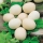 Moliūgai 'Nest Egg' - sėklos (Cucurbita pepo)