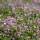 Trébol persa, Trifolium resupinatum 'Pasat' - 1 kg - semillas