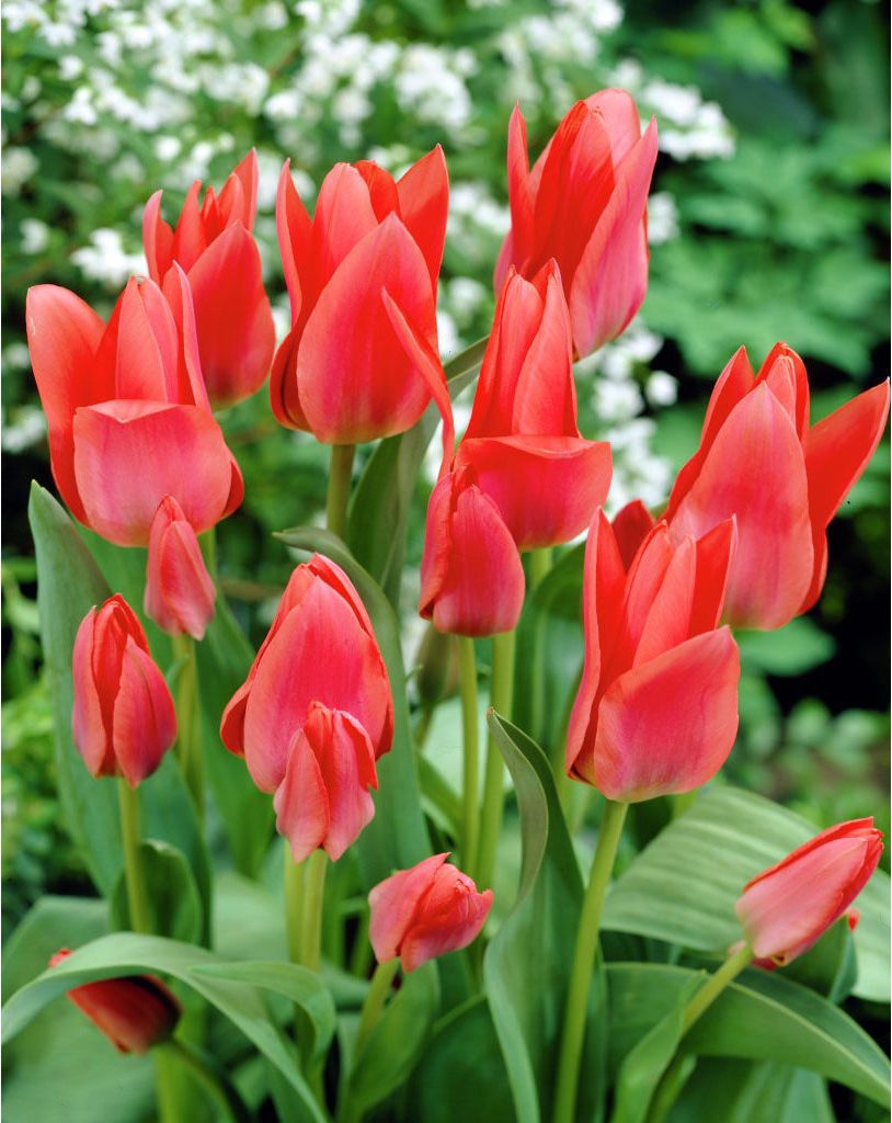 Tulipa Toronto Tulip Toronto 5 bulbs Garden Seeds Market Free