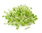 BIO - Ayçiçeği filizlenme tohumları - sertifikalı organik tohumlar - Helianthus annuus
