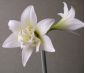 Hippeastrum Jewel - květinové cibulky / hlíza / kořen