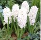 Hyacinthus Double Snow Crystal - Hyacinth Double Snow Crystal - 3 bulbs