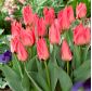 Tulipán rosa de bajo crecimiento - Greigii rosa - 5 piezas