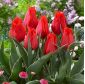 Tulipán rojo de bajo crecimiento - Greigii rojo - 5 piezas