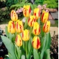 Tulipa Washington - Tulipán Washington - 5 cibuľky