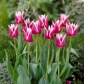 Tulipa Claudia - Tulipán Claudia - 5 kvetinové cibule